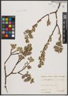 Foto von Salix caprea L.